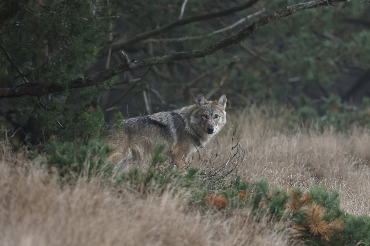 🐺 Het #Wolvenplan 2025 is definitief vastgesteld door <a href="/IPO_Provincies/">IPO</a>. Het plan biedt uitgangspunten voor het samenleven met #wolven in Nederland. Elke provincie vertaalt dit naar eigen #wolvenbeleid. Bekijk het plan 👉 bit.ly/44uMXhS