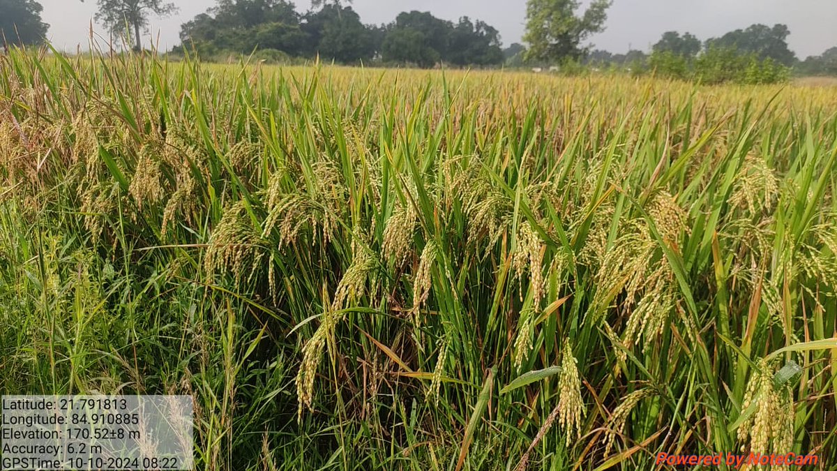 PratapChandra86's tweet photo. ମାନଜୋର ବନ୍ଧ ପ୍ରକଳ୍ପରୁ ମାଧପୁର ଅଞ୍ଚଳରେ ରବି ଋତୁରେ ପ୍ରାୟ ୧୨୦୦ରୁ ୧୫୦୦ ହେକ୍ଟର ଚାଷ ଜମିରେ ଧାନ ଚାଷ ହେଉଛି କିନ୍ତୁ ବିଡମ୍ବନାର ବିଷୟ ସ୍ଥାନୀୟ ଅଞ୍ଚଳରେ ରବି ଋତୁ ପାଇଁ ମଣ୍ଡି ବ୍ୟବସ୍ଥା ନଥିବା ଯୋଗୁଁ ଅଳ୍ପ ଟଙ୍କାରେ ଚାଷୀ ଦଲାଲଙ୍କୁ ଧାନ ବିକ୍ରି କରିବାକୁ ବାଧ୍ୟ୍ୟ ହେଉଛନ୍ତି @dpradhanbjp @Food_Odisha @MohanMOdisha https://t.co/k78pxsvgSb