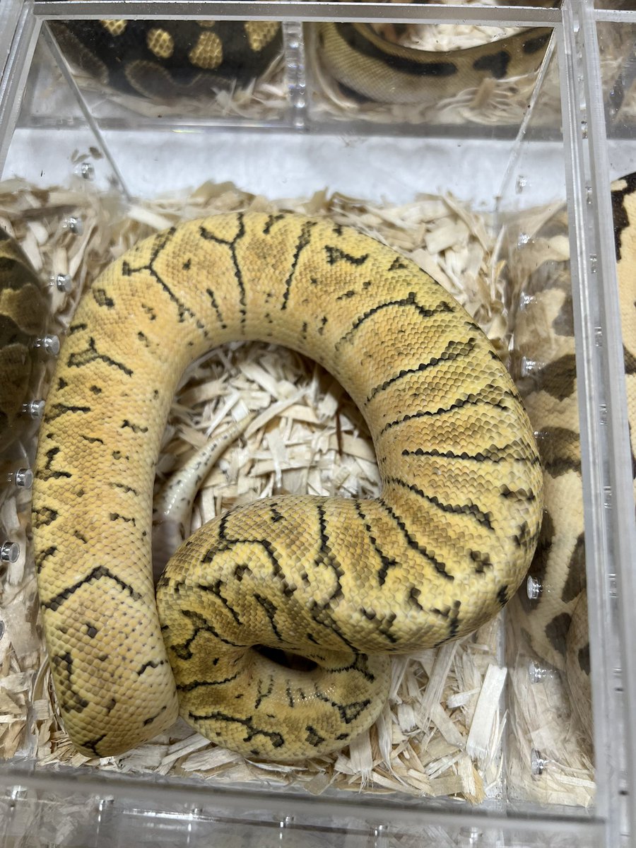 BIG レプ　販売個体

1.0 Pastel Ghost Pinstripe Zebra
1,150,000