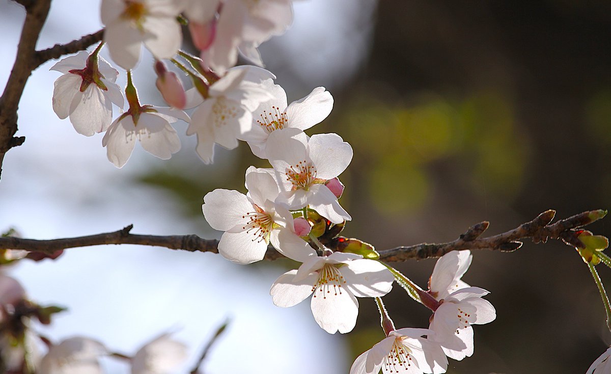 tomoei4's tweet photo. 花眩の朝、桜四月 https://t.co/8mgQAzuBe0 @tomoei4 
#Naturephotography #写真 #花の写真 #ソメイヨシノ #桜 #flowerphotography #Japan #さくら #cherryblossom  #TLを花でいっぱいにしよう https://t.co/yyAqTzHEsv