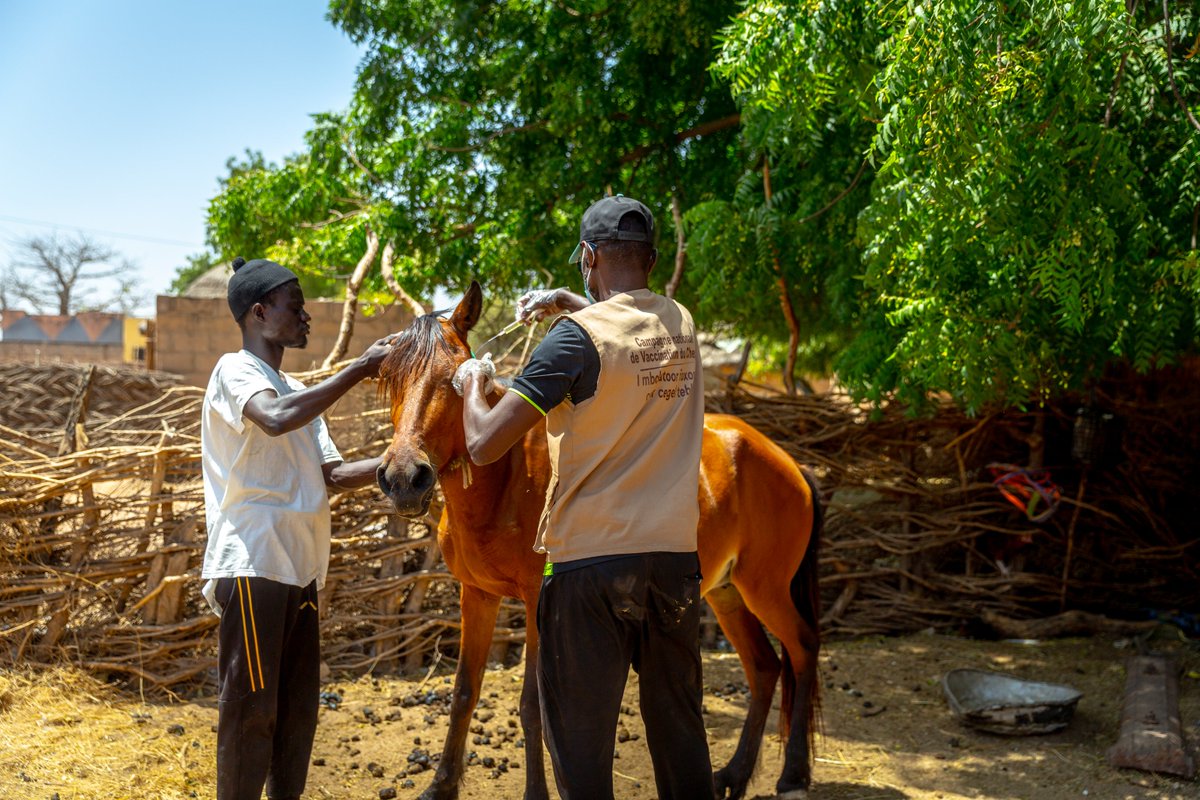 ActionaidSN's tweet image. @ActionaidSN et @CorpsafricaSen s'unissent avec les services de la Santé et de l'élevage de Kaffrine pour lutter contre la Fièvre Hémorragique Crimée Congo en  désinsectisant les sites à risque.
@StartNetwork @ActionAidUK
#FHCC #StartFund #WeAreActionAid #ResilientCommunities