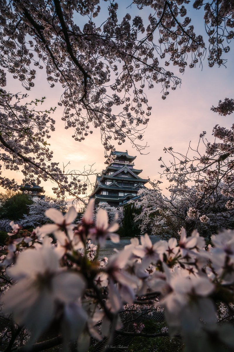 桜に包まれた夕暮れの伏見桃山城が美しい。