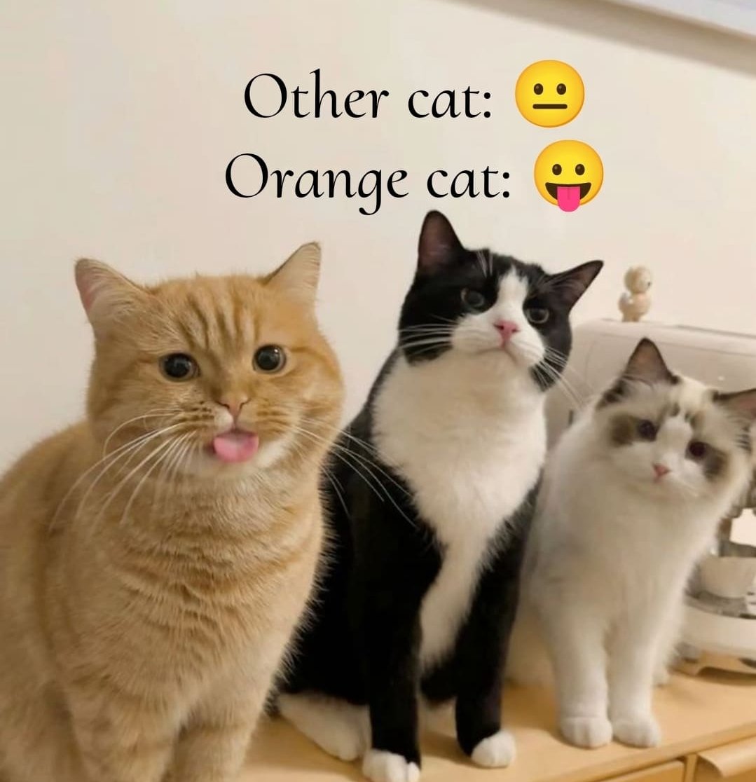 smol silly cat tweet media