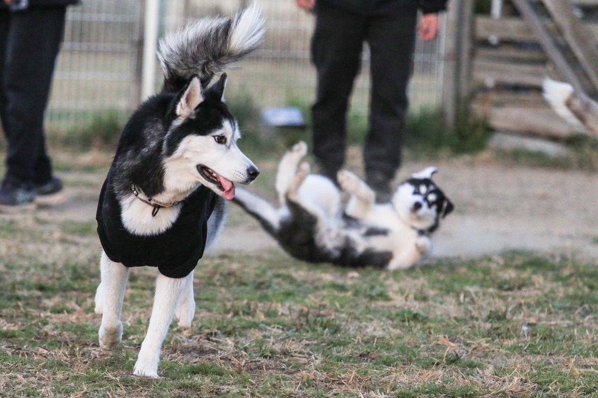 Post by 名犬たち on X: 人生初の横転