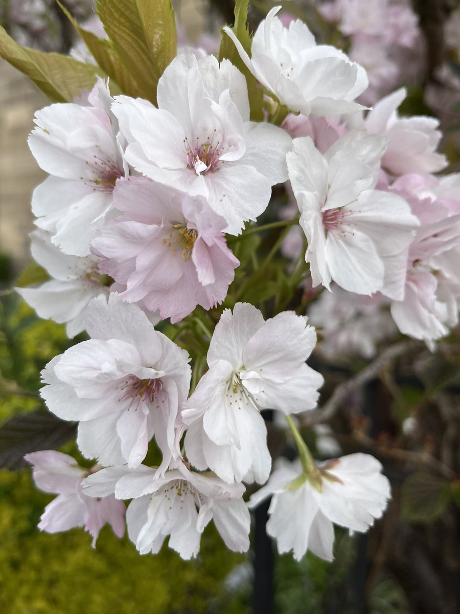 TanaCollins7's tweet image. Spring in Edinburgh. The beauty of nature