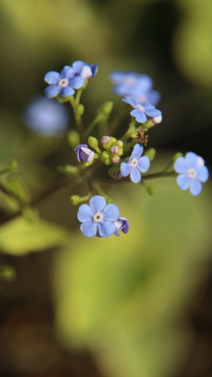 gontanokoneroku's tweet photo. Brunnera 😇
#BrunneraMacrophylla #SiberianBugloss #Brunnera https://t.co/4hq5LSlJUT