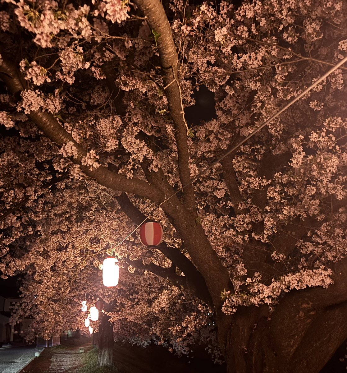 今日は、日大工学部と笹原川の夜桜見に行って来ました
とても綺麗でしたよ😊