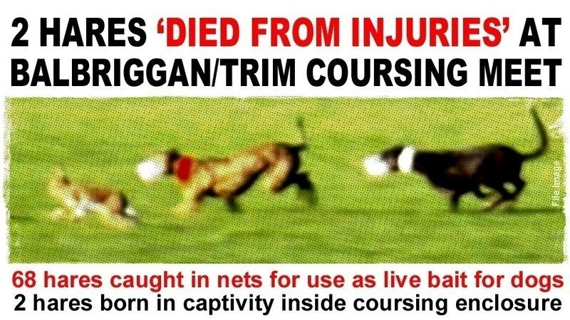 banbloodsports's tweet photo. 2 hares โdied from injuriesโ at Balbriggan/Trim coursing meet https://t.co/r5vOlGf0Js #Ireland #IrishHare #AnimalCruelty #BanBloodsports https://t.co/km3HBS9PMs