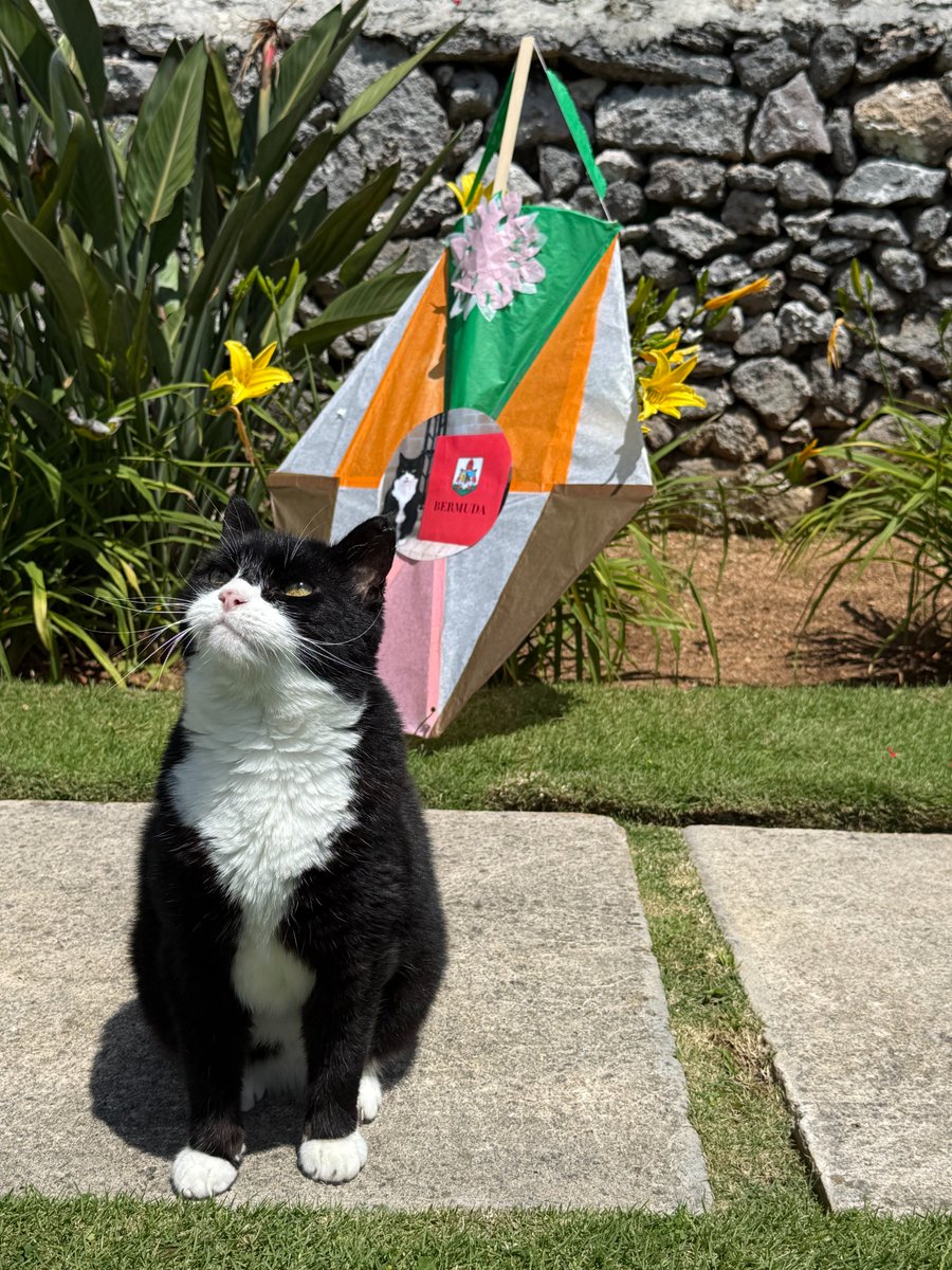 DiploMog's tweet image. Here's one I made earlier. Ready to fly my kite on Good Friday - a tradition in Bermuda. Pulling the strings in Government House again...
#Bermudakitemaster #Chatmore