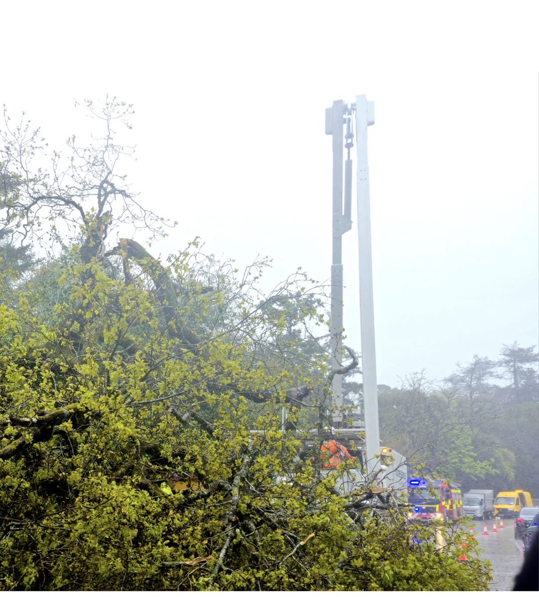spkelle's tweet photo. Huge tree has just fallen near entrance to ⁦@fotawildlife⁩ Only one lane open. 2km tailback either side. #cobh #carrigtwohill #fota https://t.co/ymsmyEYESF