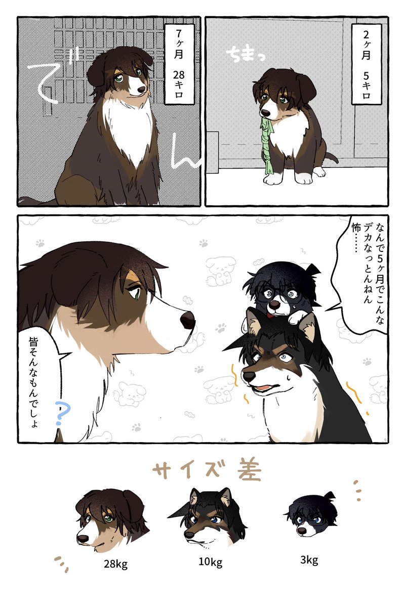 storage_arts2's tweet photo. 🐕のhjrくん(再掲) https://t.co/Q8dtafAa8C