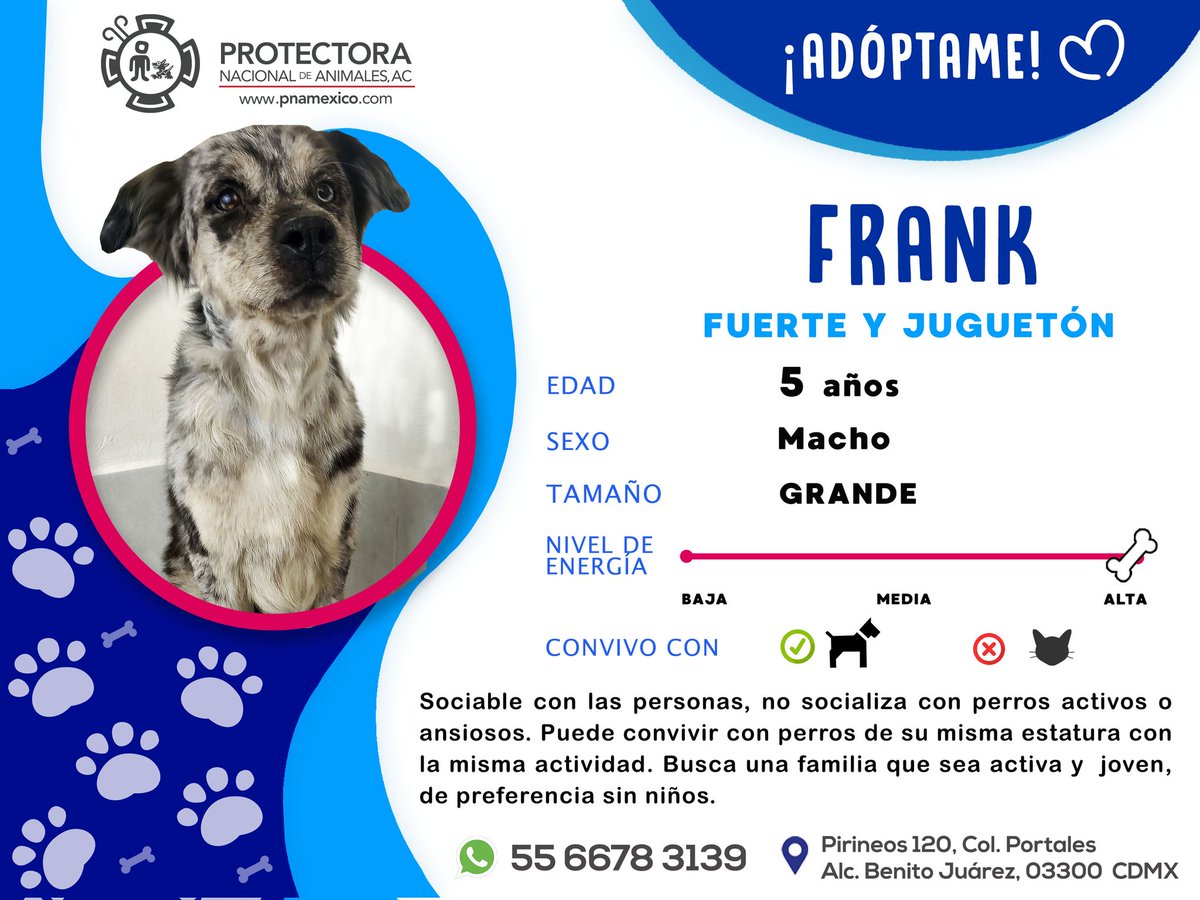 #adopciones "El amor de los perros es INFINITO, su CARIÑO es INMENSO y su FIDELIDAD es INCONDICIONAL"

🐶FRANK-5 años, cariñoso, juguetón y paseador!
⚡️Super poder: Mirada que hipnotiza😎

☎️5566783139

  #rt #pnamexico  #Lomitos #perrosenadopcion #mascotas #dog #petlovers