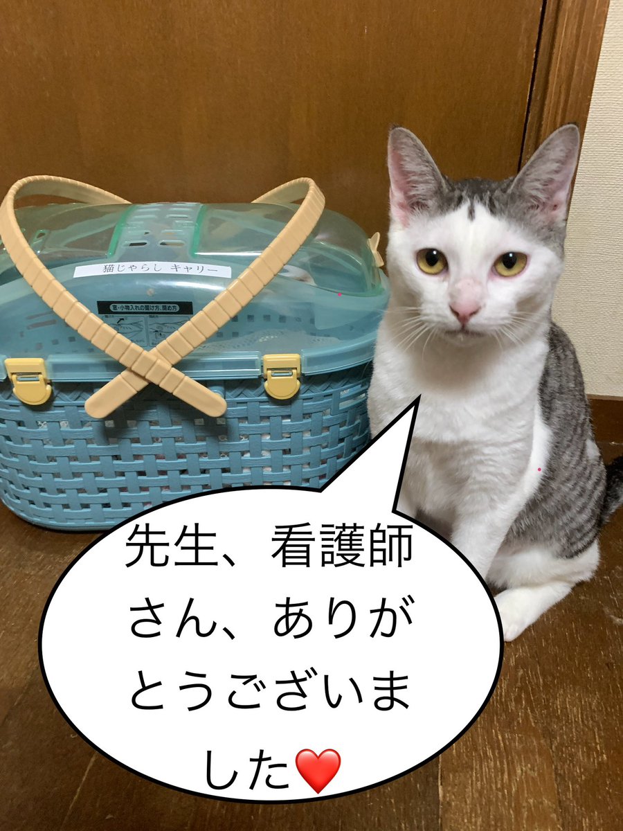 nekojarasi17's tweet photo. #猫じゃらし では何匹かの保護猫がFIPと闘って、乗り越えてきました。
#cureFIP が比較的安価で経口カプセルを供給してくれて、助かったと思う。
cureFIPを教えてくれたご支援者様、FIPだと診断を下し、休日返上で注射をしてくださった獣医様、病院スタッフ様、感謝の思いをここに綴ります❤️ https://t.co/rmf1XNCliU