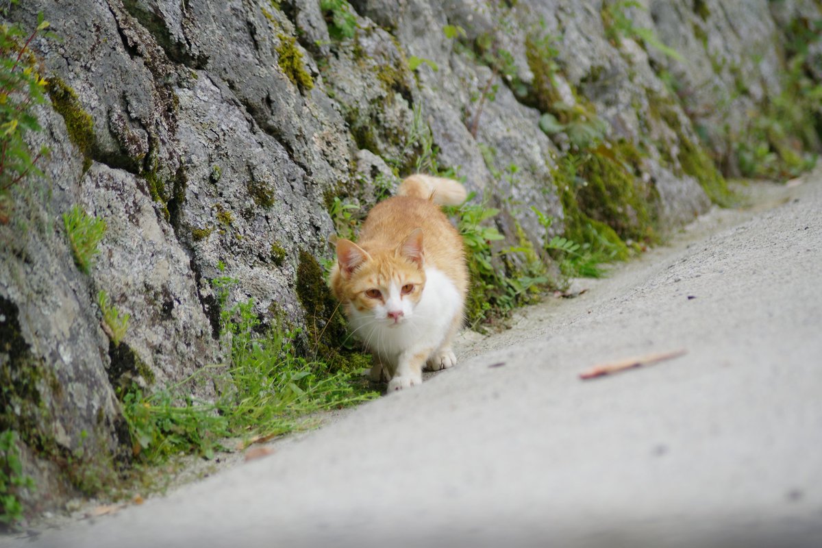 carin2oo's tweet photo. 男のコなのにビビリな猫さん https://t.co/UkaEiLU2nX
