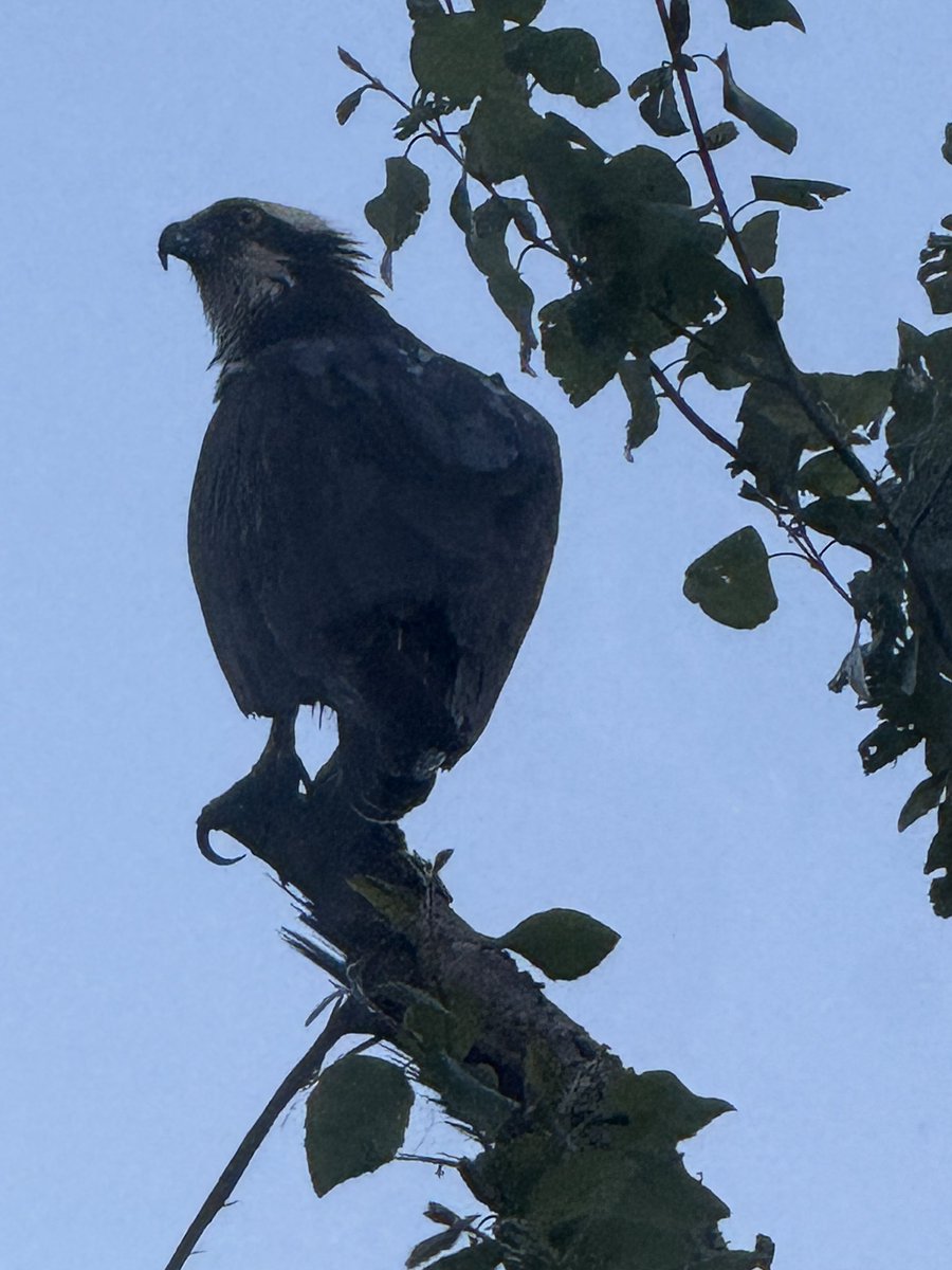 Cool bird sighting 🦅