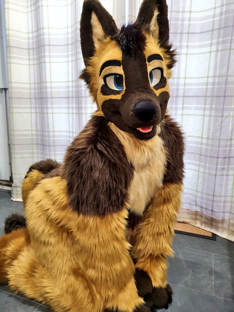 JaxSheppy / Ty ๐ฑ / Fennel ๐ฏ (@sheppyjax) on Twitter photo Jumping on the bandwagon this #FursuitFriday ๐งก Jumping on the bandwagon this #FursuitFriday ๐งก