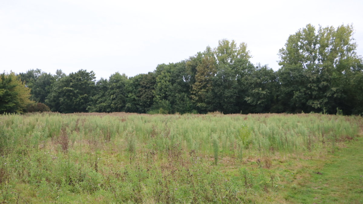 sittardgeleennieuws tweet media