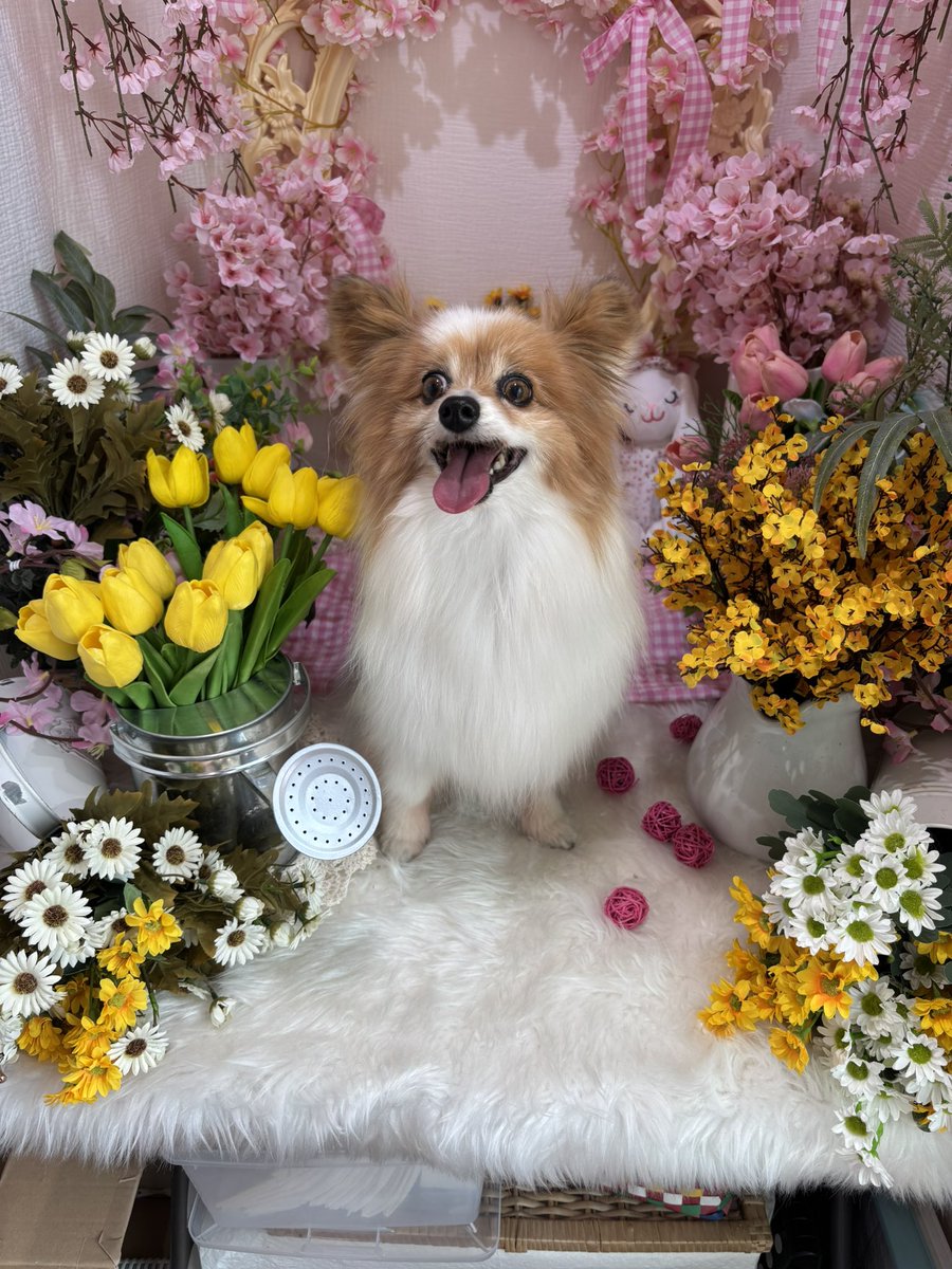 ron__w's tweet photo. 今日は愛息
ムッタ🐶の12歳のお誕生日🎂

ムッちゃん
今日までずっと元気で
そばにいてくれてありがとう😊

これからも
元気で長生きしてね🥰
ずっと一緒だよ

#パピヨン　#誕生日🎂
#ムッタ　#12歳
#papillon  #MUTTA
#生まれてきてくれてありがとう https://t.co/PmFVeRFVZb