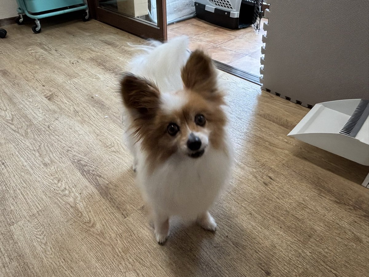 ron__w's tweet photo. 今日は愛息
ムッタ🐶の12歳のお誕生日🎂

ムッちゃん
今日までずっと元気で
そばにいてくれてありがとう😊

これからも
元気で長生きしてね🥰
ずっと一緒だよ

#パピヨン　#誕生日🎂
#ムッタ　#12歳
#papillon  #MUTTA
#生まれてきてくれてありがとう https://t.co/PmFVeRFVZb