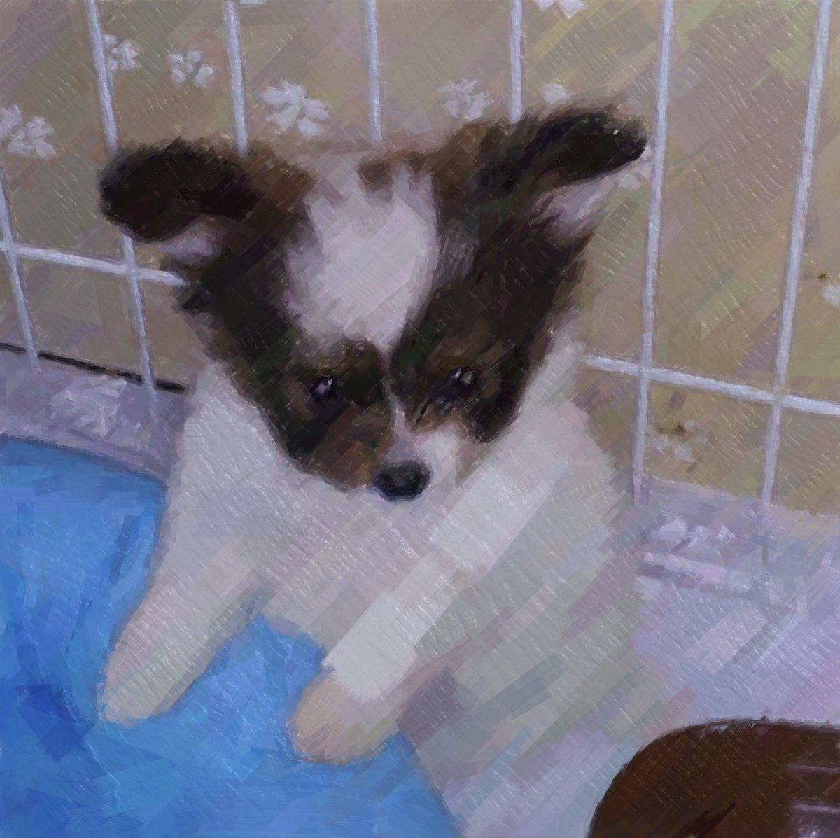 ron__w's tweet photo. 今日は愛息
ムッタ🐶の12歳のお誕生日🎂

ムッちゃん
今日までずっと元気で
そばにいてくれてありがとう😊

これからも
元気で長生きしてね🥰
ずっと一緒だよ

#パピヨン　#誕生日🎂
#ムッタ　#12歳
#papillon  #MUTTA
#生まれてきてくれてありがとう https://t.co/PmFVeRFVZb