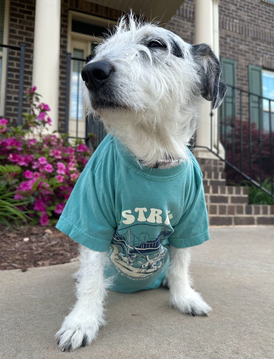 Penny_Lane_Pup's tweet photo. We are so ready fur da Mutt Strut next Saturday!!!!
Thank you fur helping da Greenville Humane Society! If you’d still like to donate & have a chance to win prizes, use dis link:
https://t.co/lBV7XARgyE
#pennylane #muttstrut https://t.co/ntG4BYr2EI