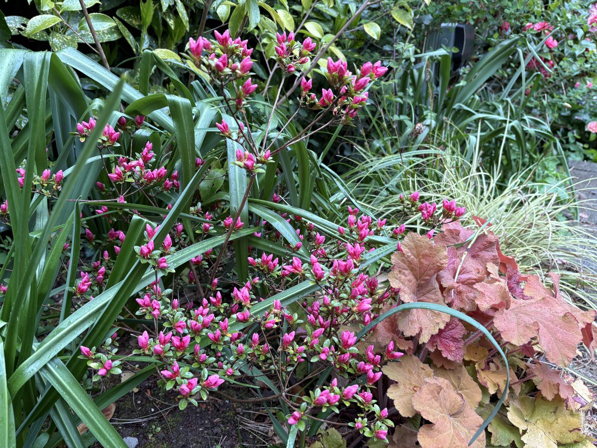 This #Azalea is just waiting to burst and I can’t wait! I love it next to the marmalade #Heuchera. (Though it’s chucking it down today, so there won’t be any garden action imminently. 😔 🌧️🌧️🌧️🌧️ )

#FlowersOnFriday #Gardening #FlowerHunting