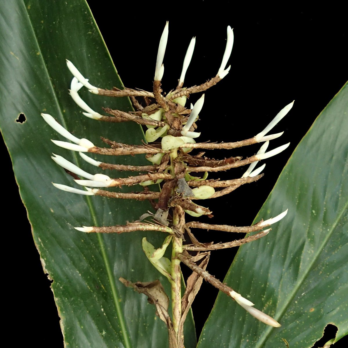 Axel Dalberg Poulsen tweet media