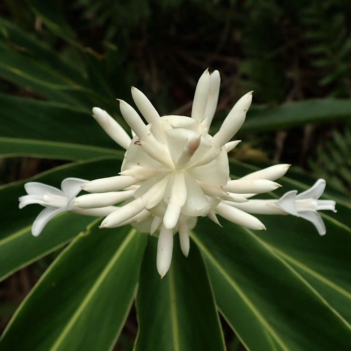 #GingerPlantOfTheWeek is Alpinia arachniformis that we collected in New Ireland during two expeditions in 2013 and 2013 collaborating with PNG Forest Research Institute and local communities. Published 17 Apr 2025 in Webbia: oaj.fupress.net/index.php/webb…