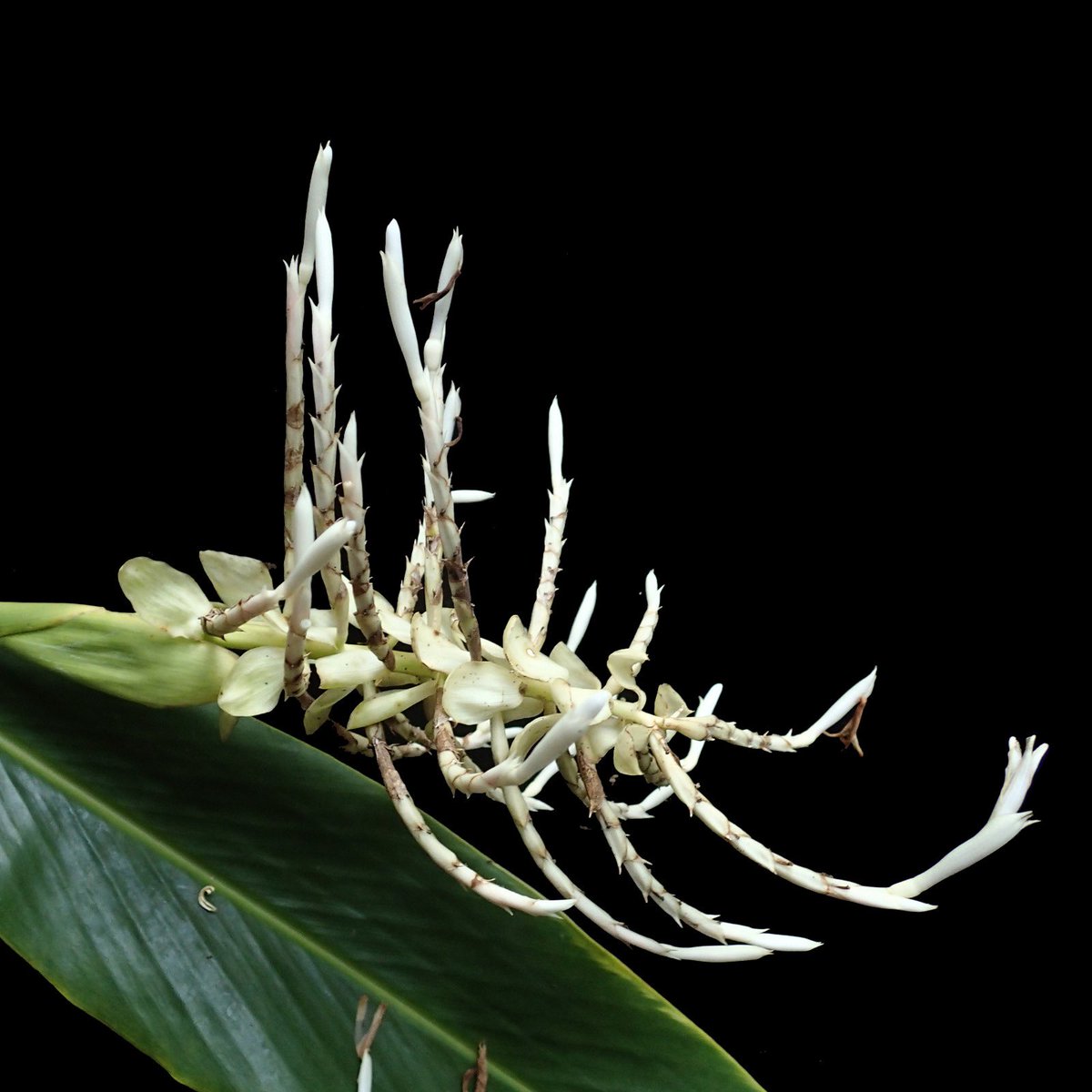 Axel Dalberg Poulsen tweet media