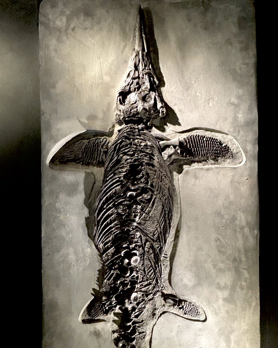 Yorkshire Natural History Museum tweet media