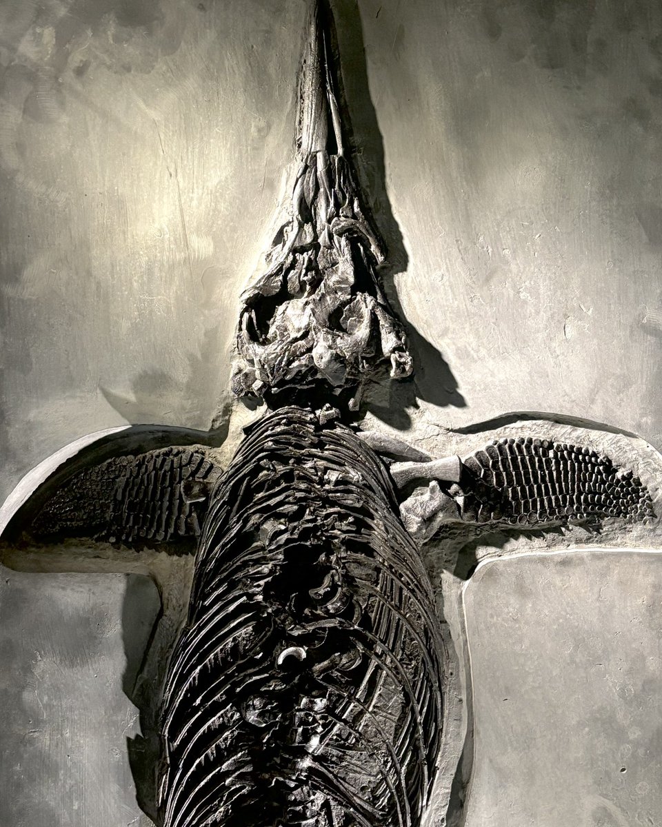 Yorkshire Natural History Museum tweet media