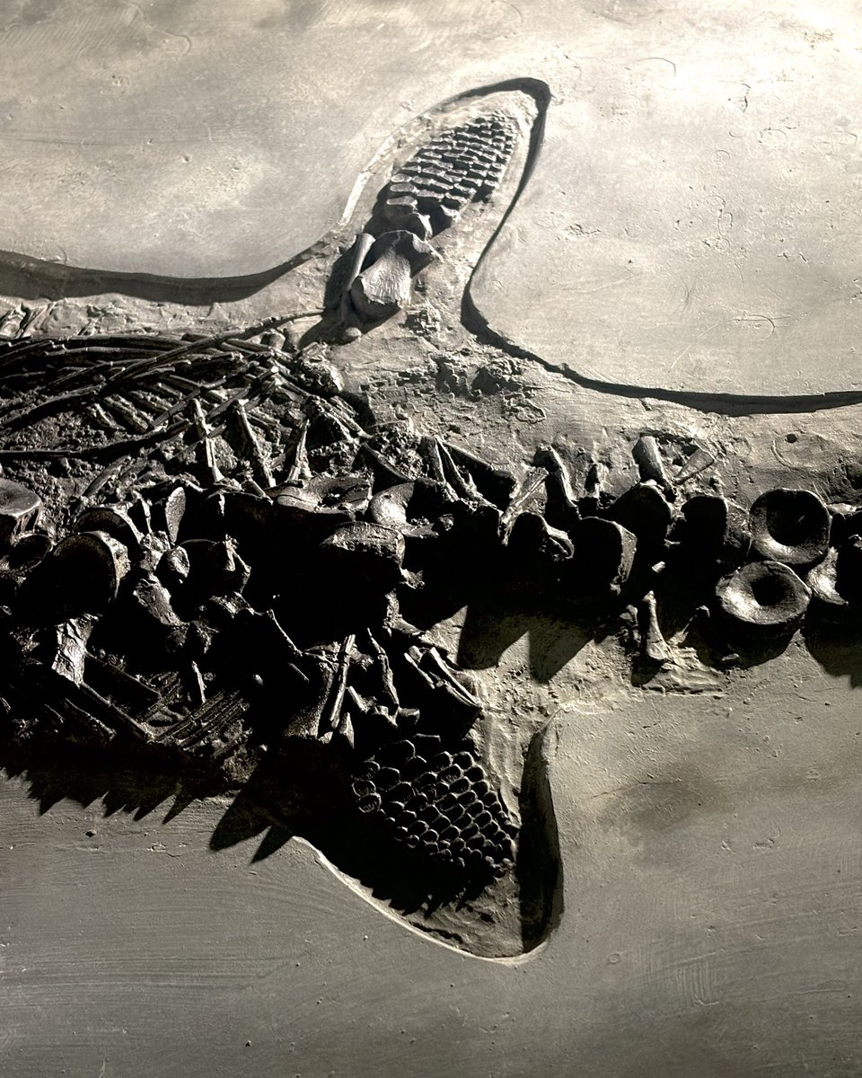 Yorkshire Natural History Museum tweet media