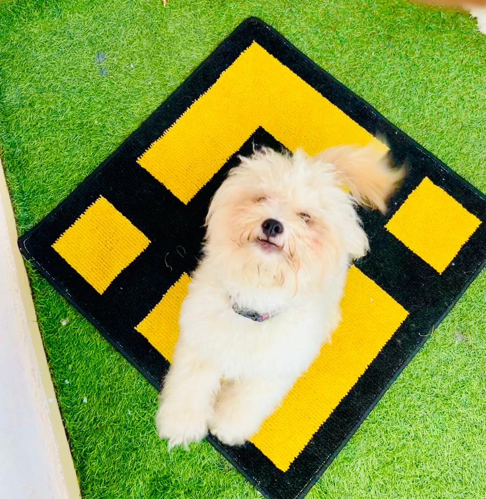 BinanceAfrica's tweet photo. #Binance dog wants to play 🤩 https://t.co/suXs7q99xq