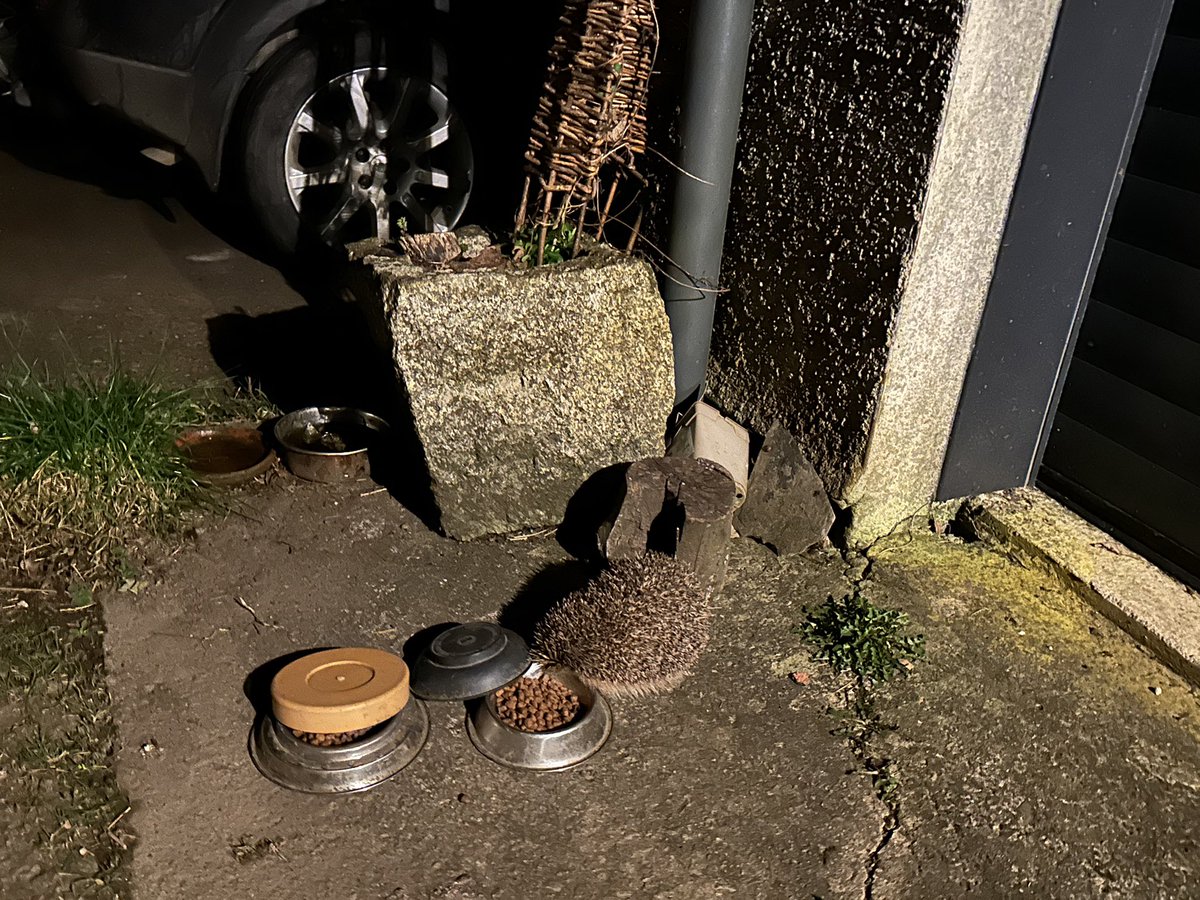 Sue Handford (@choccodog) on Twitter photo <a href="/piedwarbler1/">Sarah</a> <a href="/HedgehogCabin/">Hedgehog Cabin</a> Thanks <a href="/HedgehogCabin/">Hedgehog Cabin</a> had no idea, shocking! we use <a href="/BramblesPawLtd/">Brambles Pet & Wildlife</a> and put a saucer over the top that Ted hedgehog pushes off ! not an expert but I read that this is a poss solution! Hope that helps! <a href="/piedwarbler1/">Sarah</a> <a href="/HedgehogCabin/">Hedgehog Cabin</a> Thanks <a href="/HedgehogCabin/">Hedgehog Cabin</a> had no idea, shocking! we use <a href="/BramblesPawLtd/">Brambles Pet & Wildlife</a> and put a saucer over the top that Ted hedgehog pushes off ! not an expert but I read that this is a poss solution! Hope that helps!