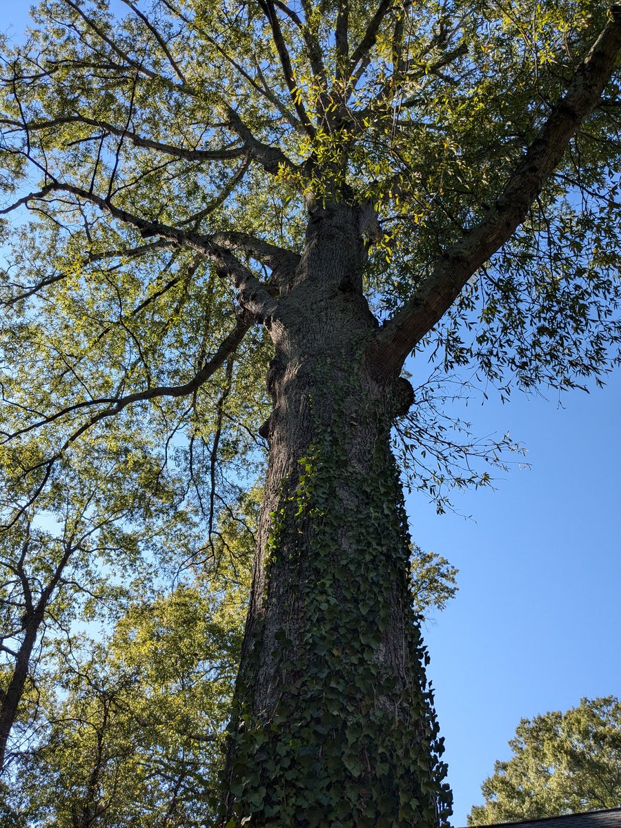 Into The Forest Dark tweet media