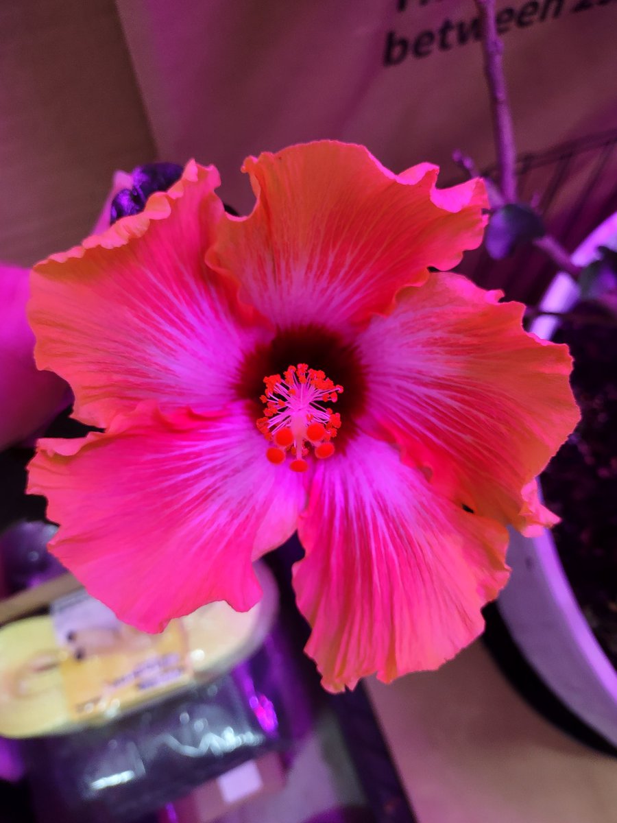 Look what I found hiding against the wall this morning. Can't wait to get it outside so I can enjoy blooms all summer long.