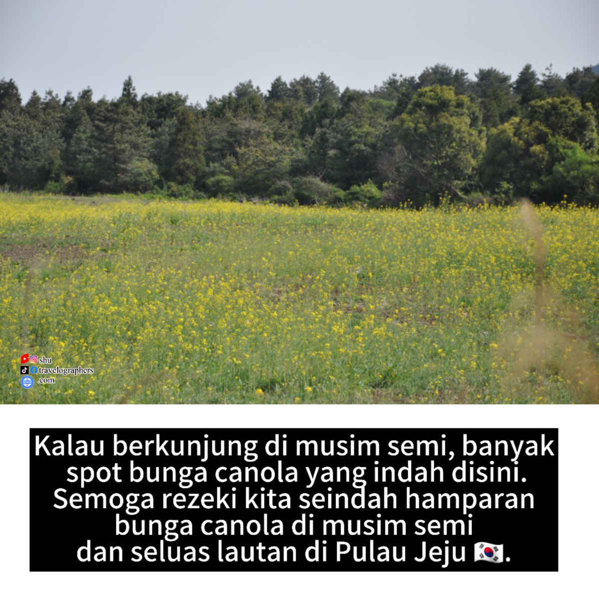 travelographers's tweet photo. Semoga rezeki kita seindah hamparan bunga canola di musim semi dan seluas lautan di Pulau Jeju. Aaamiin yang paling serius dan kenceng ya guys. https://t.co/6hOmKTWlRn