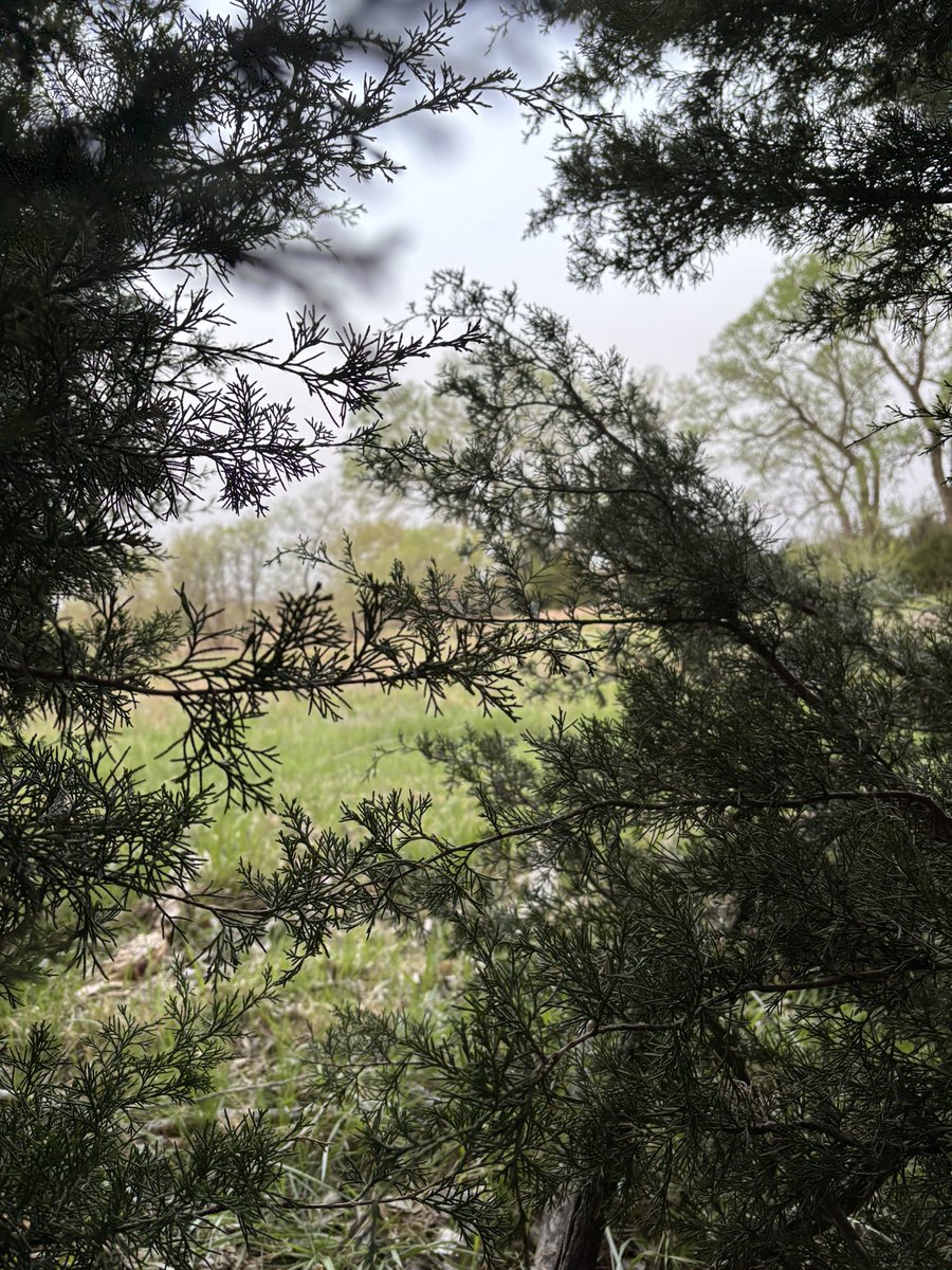 Beautiful morning in the woods!