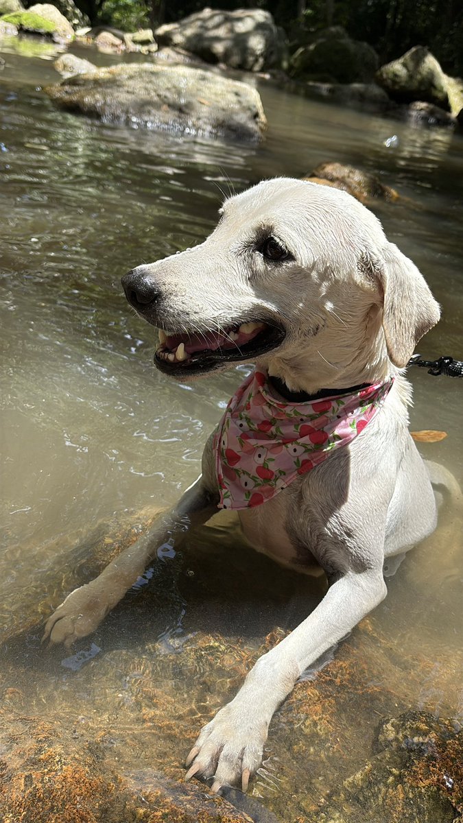 NiallHarbison's tweet image. Hard to believe how far she has come in 3 weeks.
Her whole world has changed. I’d love to be inside her head paddling in the waterfall.
Bianca is perfect for a home. Her life has changed forever 🥰🙏 (8/8)