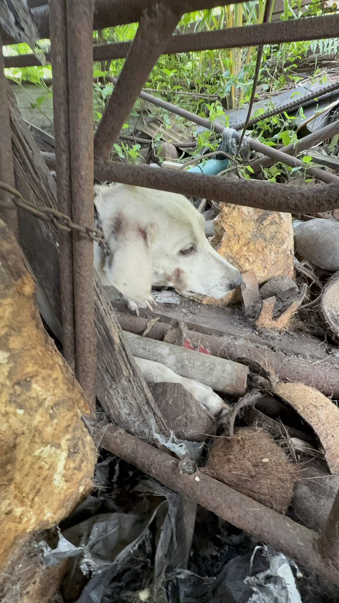 NiallHarbison's tweet image. Hard to believe how far she has come in 3 weeks.
Her whole world has changed. I’d love to be inside her head paddling in the waterfall.
Bianca is perfect for a home. Her life has changed forever 🥰🙏 (8/8)