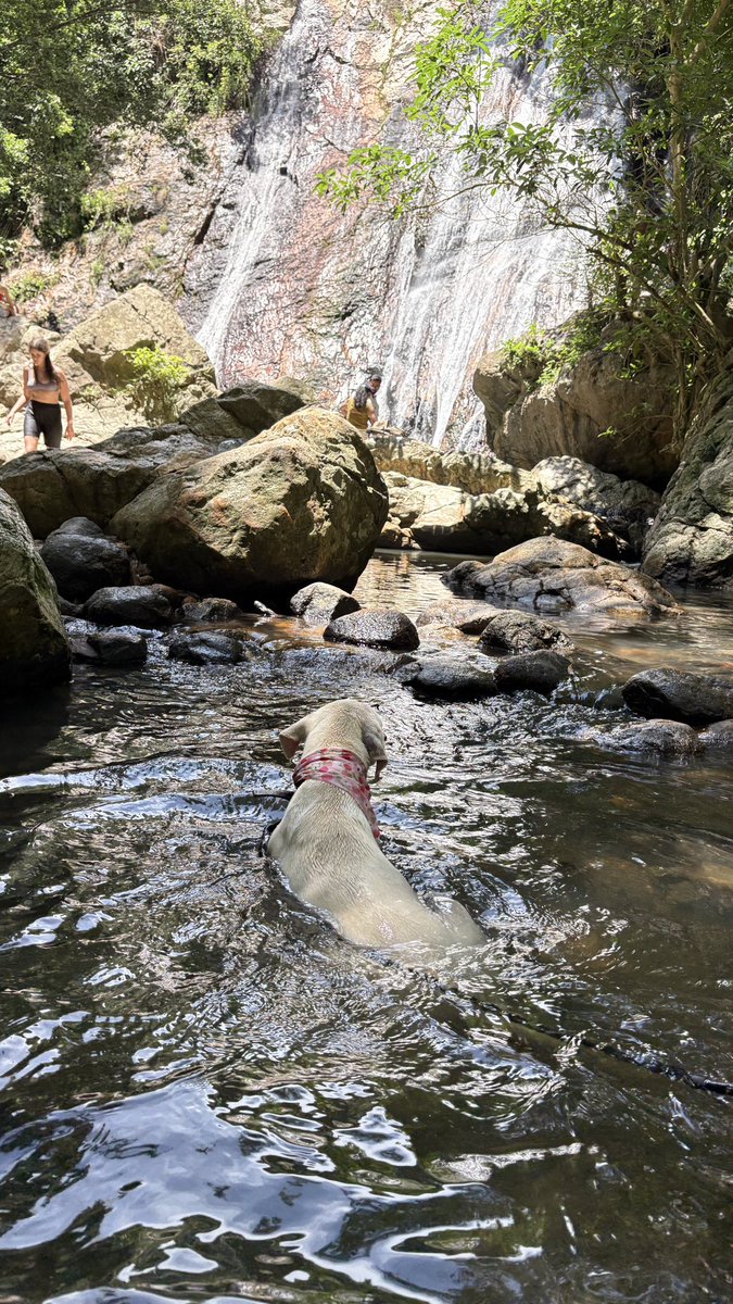 NiallHarbison's tweet image. Hard to believe how far she has come in 3 weeks.
Her whole world has changed. I’d love to be inside her head paddling in the waterfall.
Bianca is perfect for a home. Her life has changed forever 🥰🙏 (8/8)