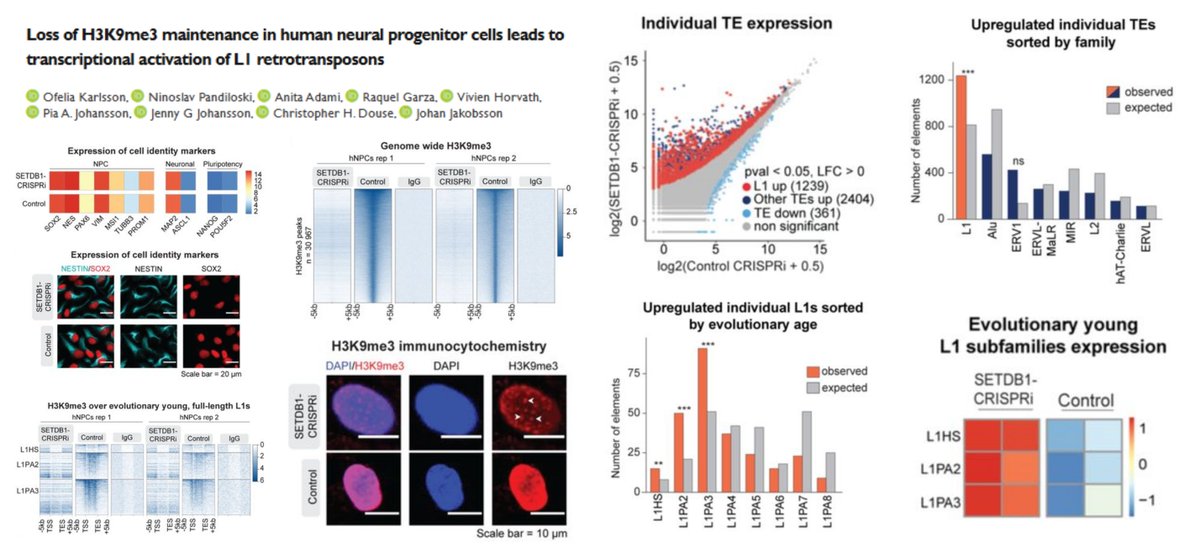 HaoYin20's tweet photo. #TransposableElement #SETDB1
SETDB1-mediated H3K9me3 deposition repress transcription of evolutionary young, full-length LINE-1 retrotransposons (human-specific L1HS & hominoid-specific L1PA2/3) in👤#NeuralProgenitorCell Sai2
No effect on proliferation, neural identity, stemness in 10 days post-CRISPR KO of SETDB1
Any exaggerated responses to inflammatory or genotoxic stress?😁
SETDB1-H3K9me3 formation on L1 elements is independent of KAP1 or HUSH🤓
@KarlssonOfelia @JakobssonLab bioRxiv 2025
https://t.co/5PgerWhRvB