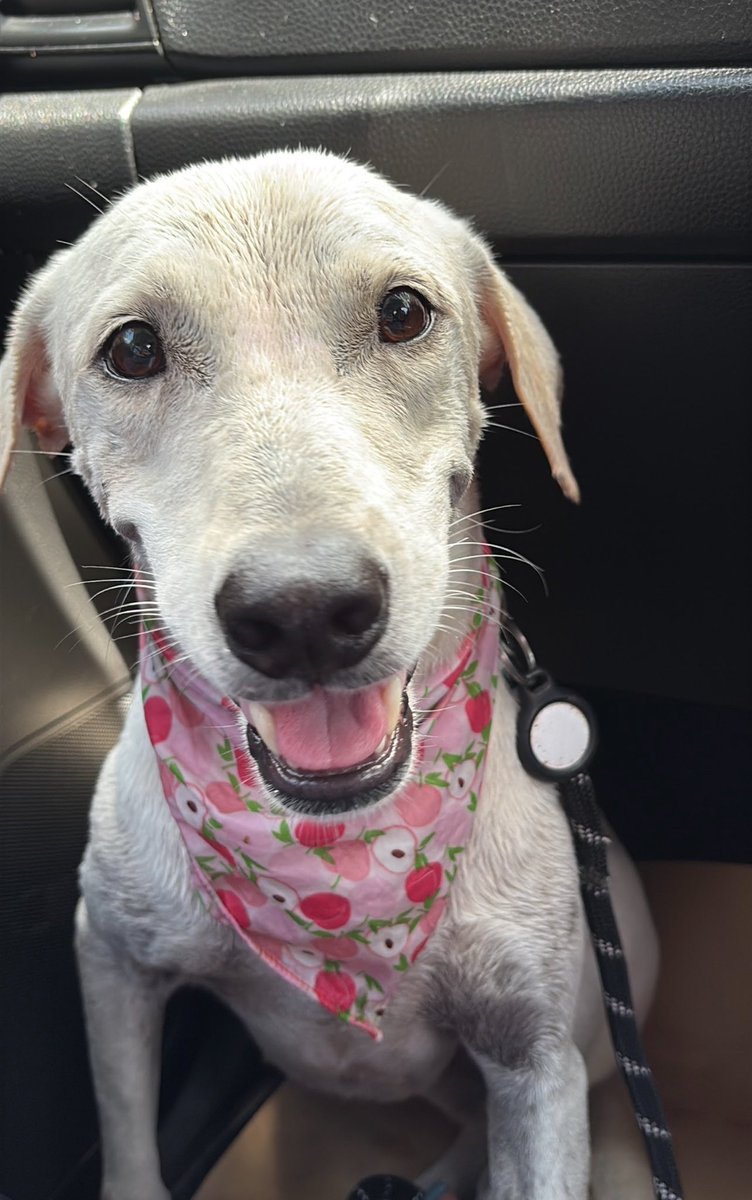 Dogs who have been on chains or abused aren’t always ready for a home. 

Bianca wanted to prove she was ready for her happiness (4/8)