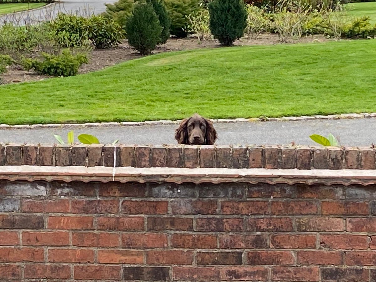 Ian Coffey tweet media