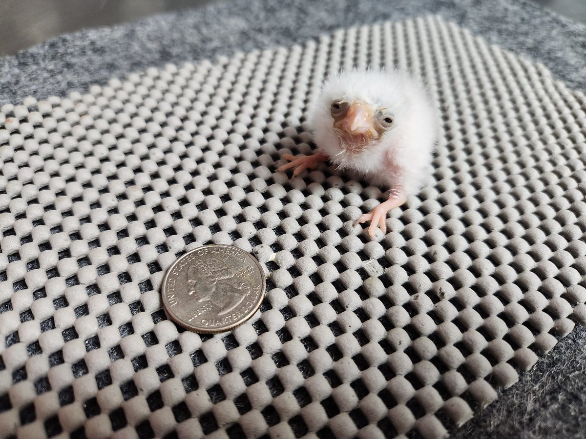 blackflagcrz's tweet photo. コインに勝ったよ！🐣

米・サンアントニオ動物園で21年ぶりにコビトハヤブサ（ピグミーファルコン）の雛が3/18に孵化
初めての体重測定の結果は6.5g
25セント硬貨の5.6gを上回った
しかし眠そうだな https://t.co/fTfEg0fLah