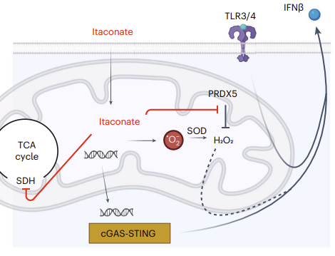 Maxim Artyomov (@maxim_artyomov) on Twitter photo latest from our lab:
ITACONATE MECHANISM SOLVED!!
Tom Paulenda <a href="/tompaulenda/">Tomas Paulenda</a> solved molecular mechanism of immunoregulatory action of itaconate in macrophages:
nature.com/articles/s4225…
Previously, our lab has discovered two major immunoregulatory phenotypes of itaconate in latest from our lab:
ITACONATE MECHANISM SOLVED!!
Tom Paulenda <a href="/tompaulenda/">Tomas Paulenda</a> solved molecular mechanism of immunoregulatory action of itaconate in macrophages:
nature.com/articles/s4225…
Previously, our lab has discovered two major immunoregulatory phenotypes of itaconate in