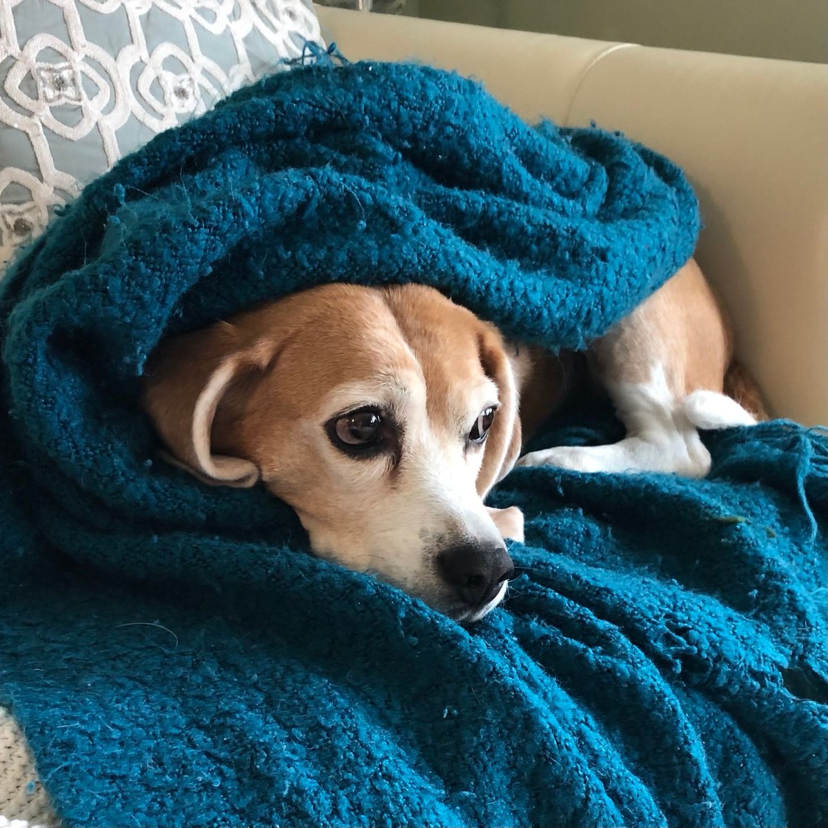 Beagle Facts tweet media