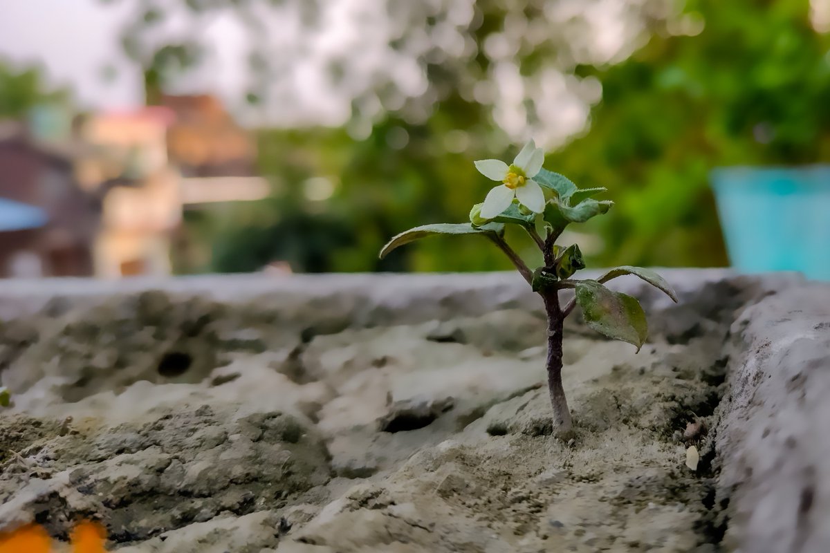 Naturographyx's tweet photo. Smaller but stronger #naturography https://t.co/FDTp3tp3GV