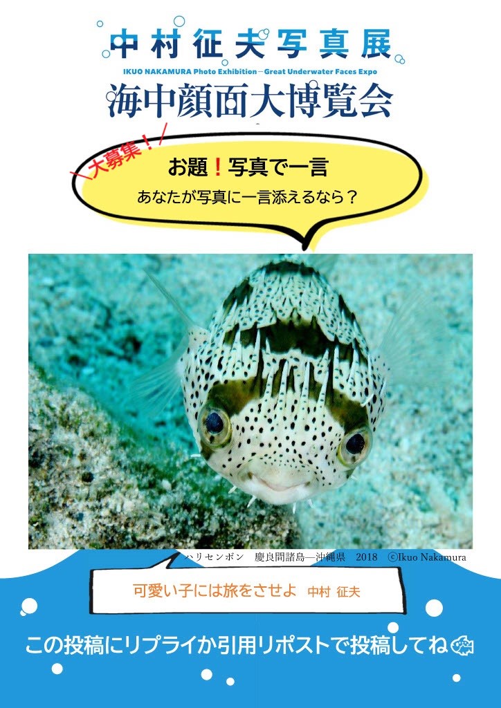 ekimuseum's tweet photo. ／
#中村征夫写真展🐟
お題！ #写真で一言
あなたが写真に一言添えるなら？
＼
🙌回答大募集‼
🥳投稿いただいた中から、審査と抽選で賞品を進呈します！

🎁#中村征夫 さんが選ぶ優秀賞(中村征夫賞)　1名
　サイン入 展覧会写真集＆特別アクリルフォトプレート

🎁#美術館えき 賞(抽選)　5名　缶バッジセット

【参加方法】
①＠ekimuseumをフォロー
②このポストにリプライもしくは引用リポストでお題の答えを投稿

応募期間：4/19(土)～5/25(日)

⚠詳細は画像をご覧ください。