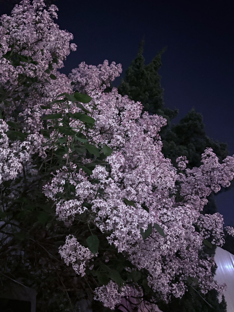 꽃향기에 놀라서 뒤 돌아보면 범인은 항상 라일락